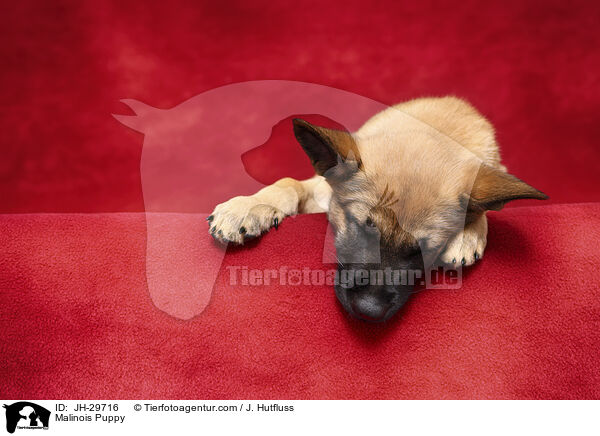 Malinois Puppy / JH-29716