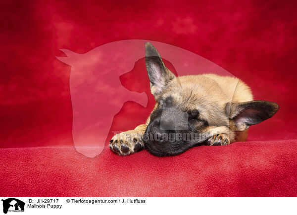 Malinois Puppy / JH-29717