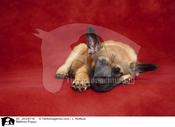 Malinois Puppy / JH-29718