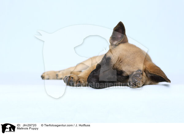 Malinois Welpe / Malinois Puppy / JH-29720