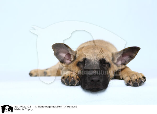 Malinois Puppy / JH-29722