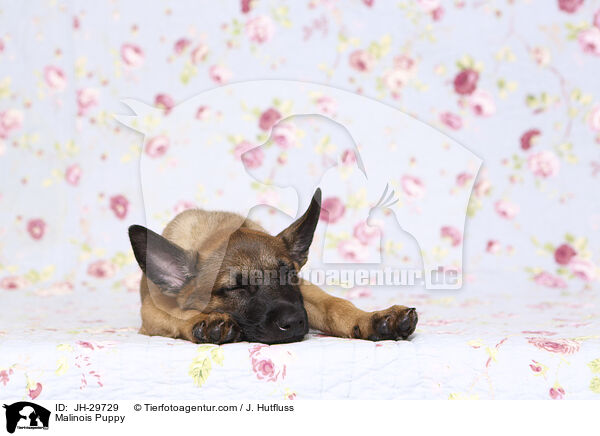Malinois Puppy / JH-29729