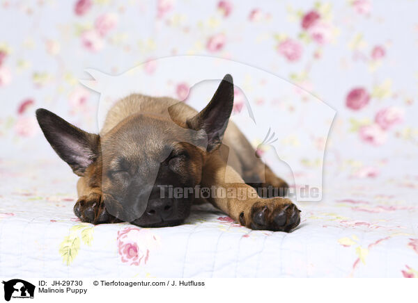 Malinois Puppy / JH-29730