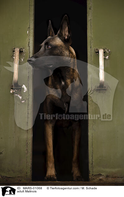 ausgewachsener Malinois / adult Malinois / MARS-01068