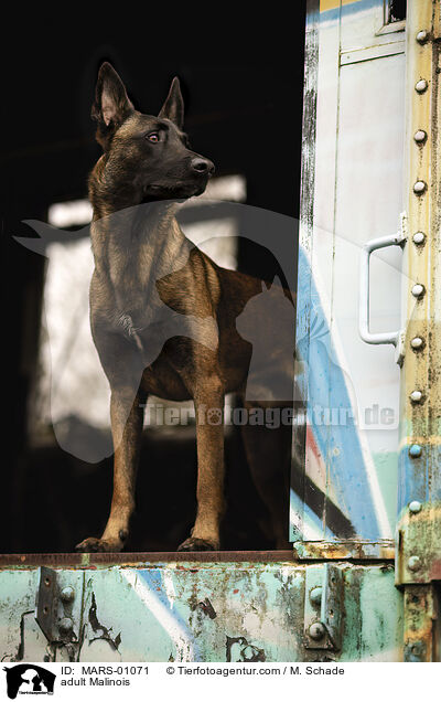 ausgewachsener Malinois / adult Malinois / MARS-01071