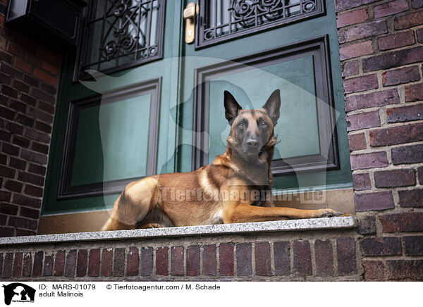 ausgewachsener Malinois / adult Malinois / MARS-01079