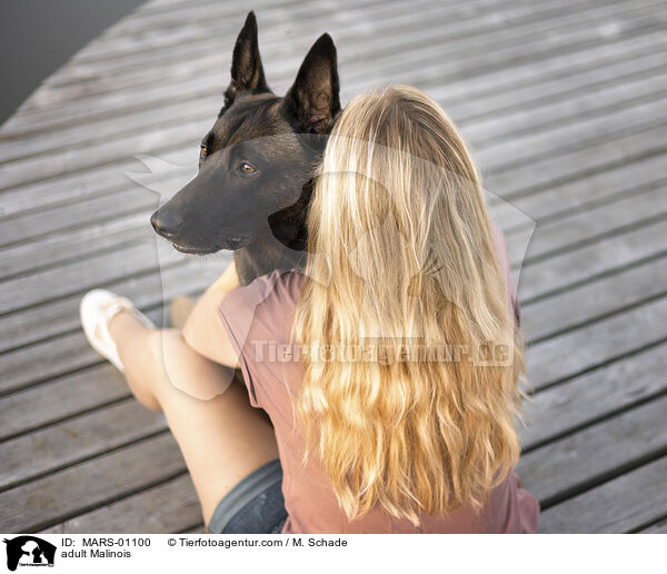 ausgewachsener Malinois / adult Malinois / MARS-01100