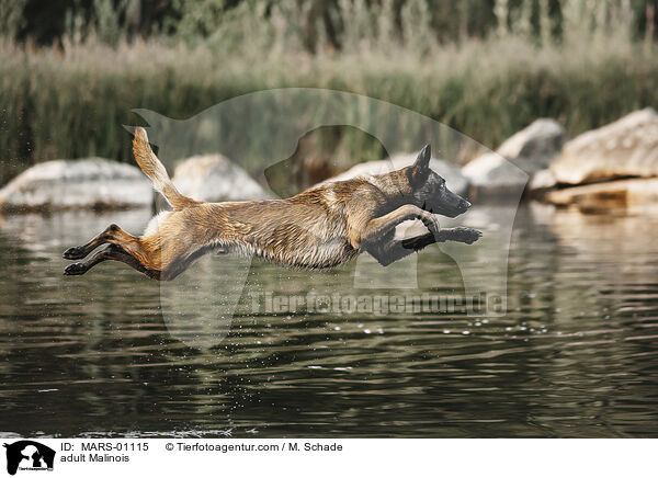 ausgewachsener Malinois / adult Malinois / MARS-01115