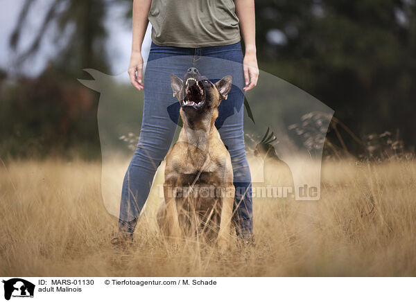 ausgewachsener Malinois / adult Malinois / MARS-01130