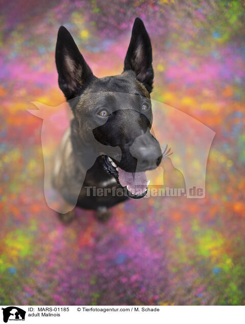 adult Malinois / MARS-01185