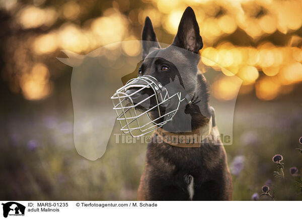ausgewachsener Malinois / adult Malinois / MARS-01235
