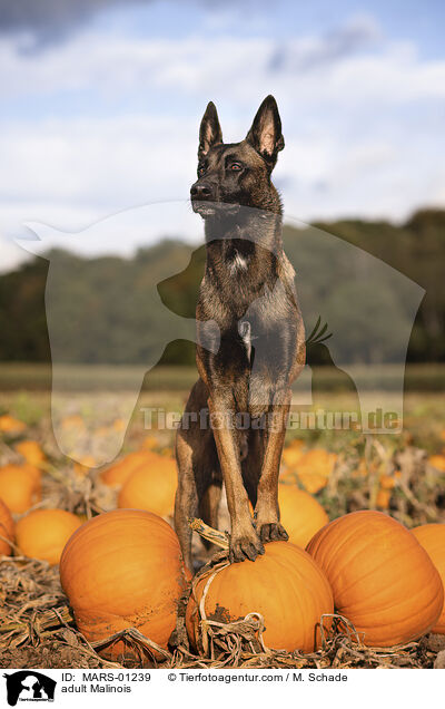 ausgewachsener Malinois / adult Malinois / MARS-01239