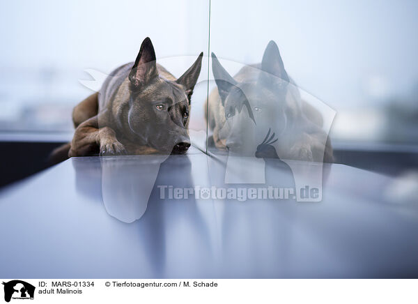 ausgewachsener Malinois / adult Malinois / MARS-01334