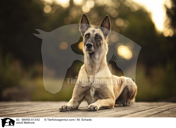 ausgewachsener Malinois / adult Malinois / MARS-01342