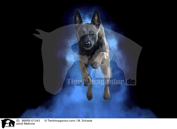 ausgewachsener Malinois / adult Malinois / MARS-01343