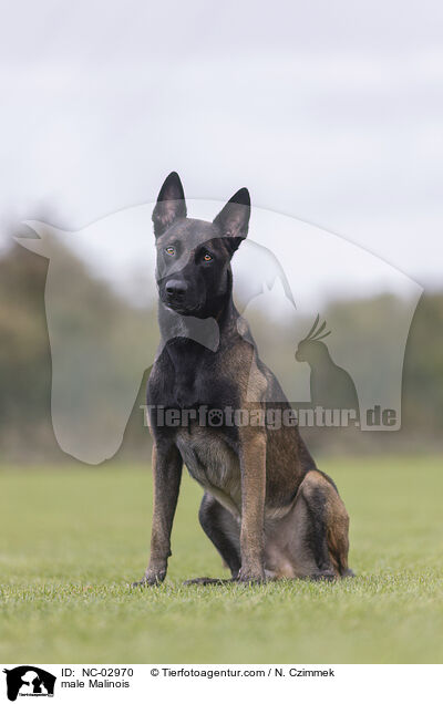 Malinois Rde / male Malinois / NC-02970