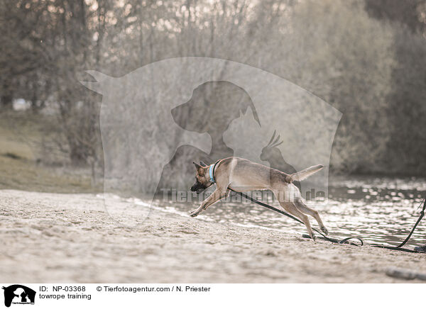 Schleppleinentraining / towrope training / NP-03368