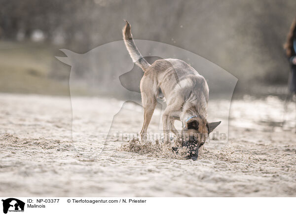 Malinois / Malinois / NP-03377