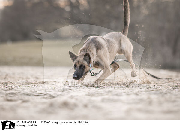 Schleppleinentraining / towrope training / NP-03383