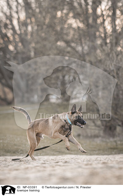 Schleppleinentraining / towrope training / NP-03391