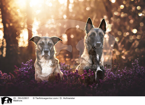 Malinois / Malinois / DH-02801