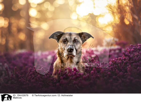 Malinois / Malinois / DH-02876
