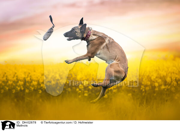 Malinois / DH-02878