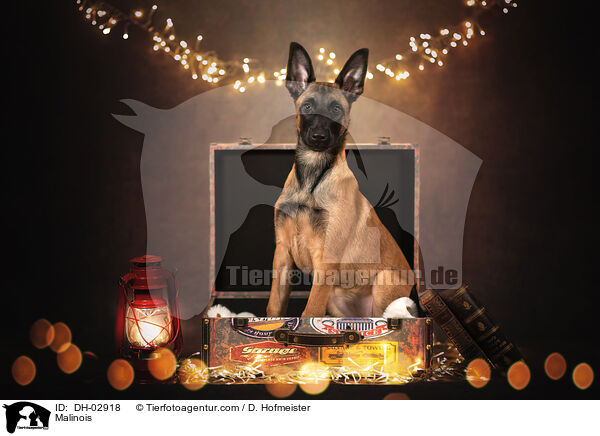Malinois / Malinois / DH-02918