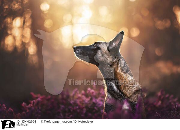 Malinois / Malinois / DH-02924