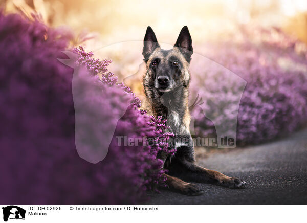 Malinois / Malinois / DH-02926