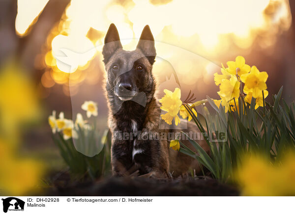 Malinois / Malinois / DH-02928