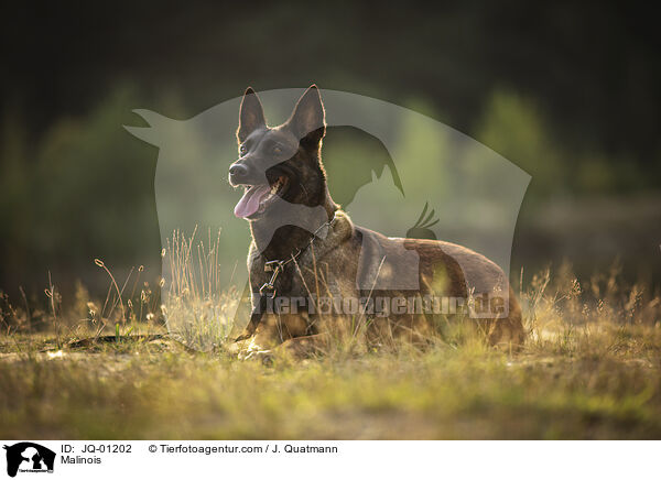 Malinois / Malinois / JQ-01202