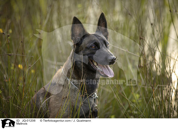 Malinois / Malinois / JQ-01206