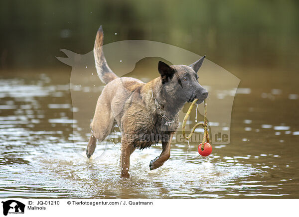 Malinois / Malinois / JQ-01210