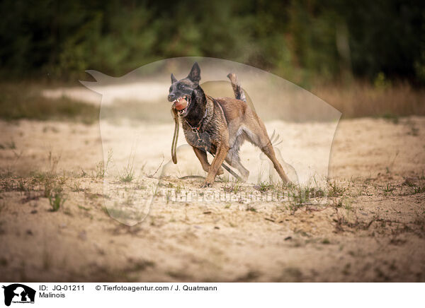 Malinois / Malinois / JQ-01211