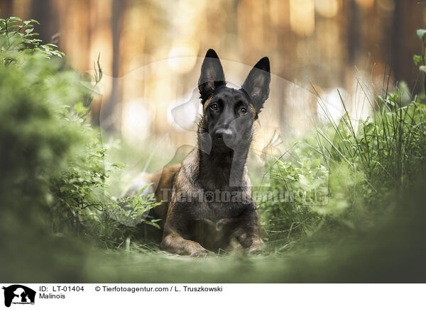 Malinois / Malinois / LT-01404