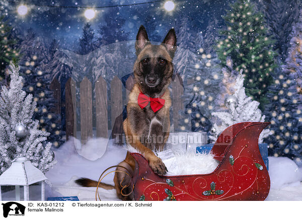 Malinois Hndin / female Malinois / KAS-01212
