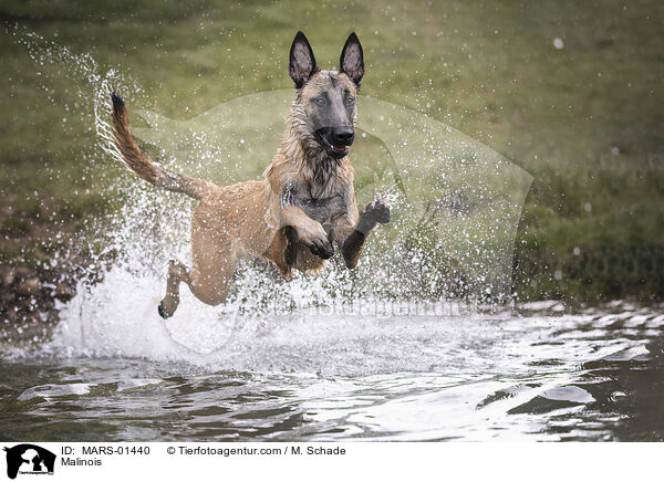 Malinois / Malinois / MARS-01440