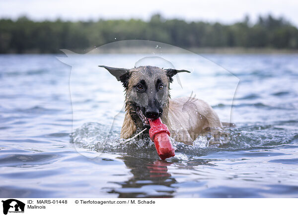 Malinois / Malinois / MARS-01448