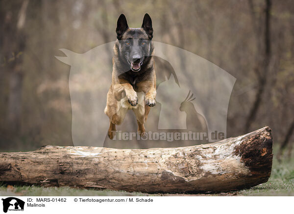 Malinois / Malinois / MARS-01462