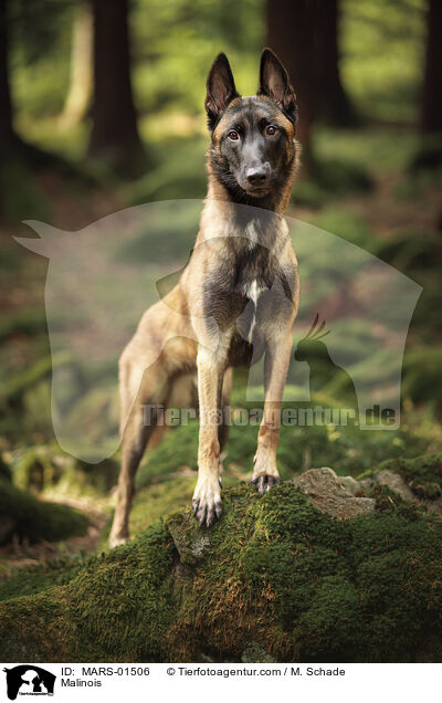 Malinois / MARS-01506