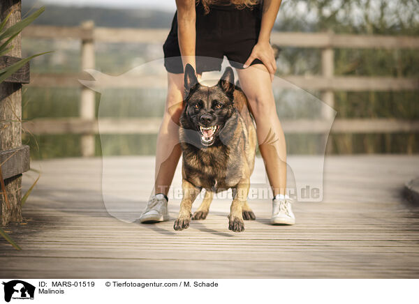 Malinois / Malinois / MARS-01519