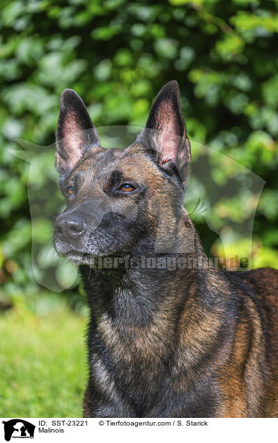 Malinois / Malinois / SST-23221
