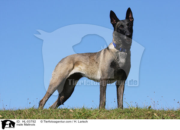Malinois Rde / male Malinois / HL-03792