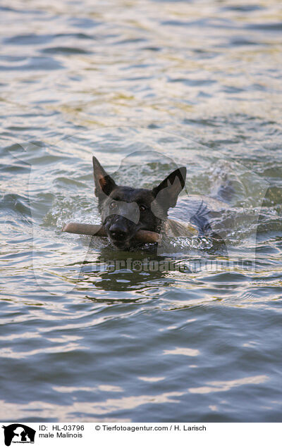 Malinois Rde / male Malinois / HL-03796