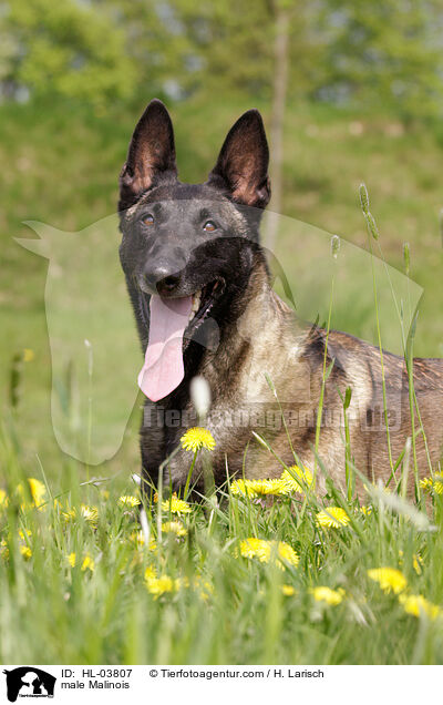 Malinois Rde / male Malinois / HL-03807