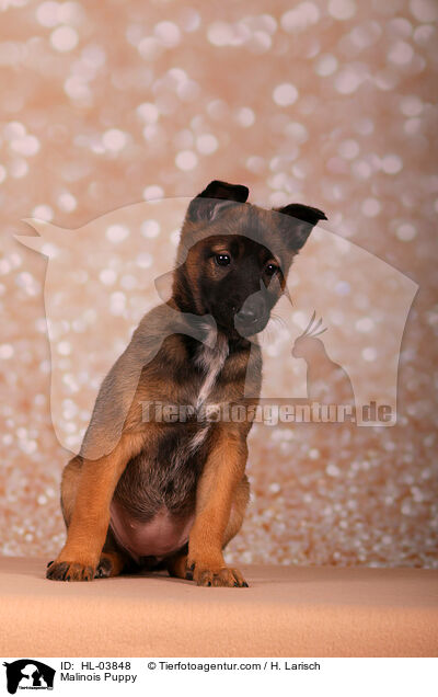 Malinois Welpe / Malinois Puppy / HL-03848