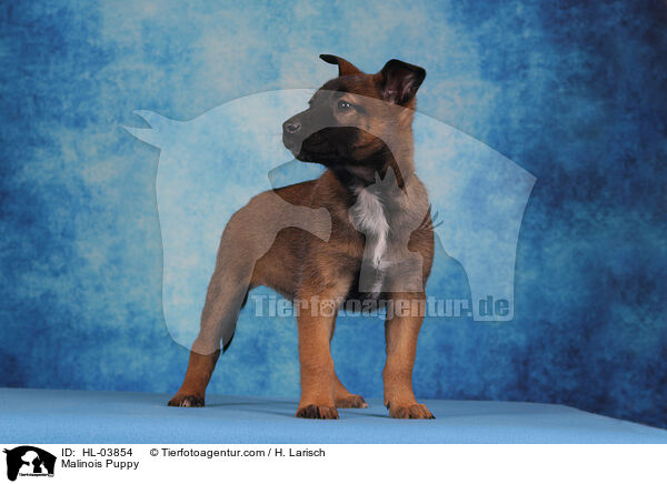 Malinois Welpe / Malinois Puppy / HL-03854