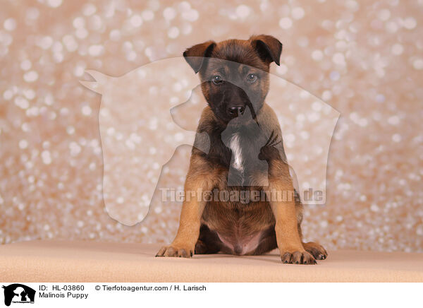Malinois Welpe / Malinois Puppy / HL-03860