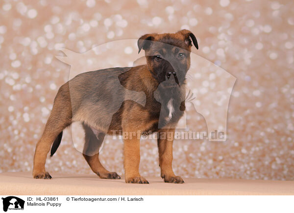 Malinois Welpe / Malinois Puppy / HL-03861